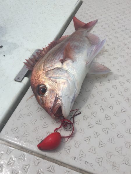 マタウマリンサービス 釣果