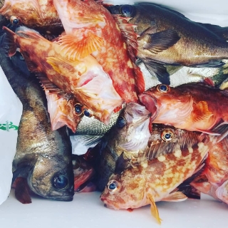 内浜丸 釣果