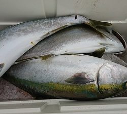 海龍丸(福岡) 釣果