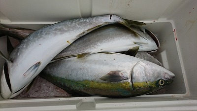 海龍丸(福岡) 釣果