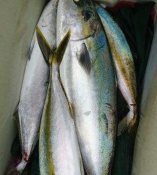 海龍丸(福岡) 釣果