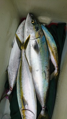 海龍丸(福岡) 釣果