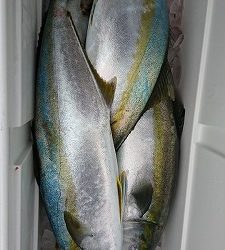 海龍丸(福岡) 釣果