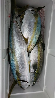 海龍丸(福岡) 釣果