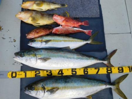 第二一之紀丸(ダイニイチノキマル) 釣果