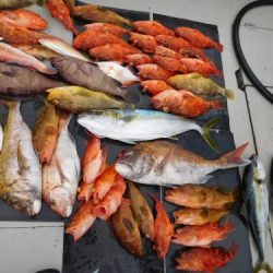 第二一之紀丸(ダイニイチノキマル) 釣果