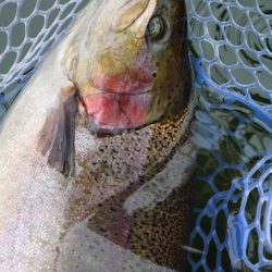 小菅トラウトガーデン 釣果