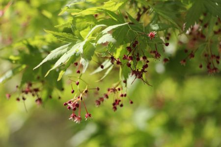 小菅トラウトガーデン 釣果