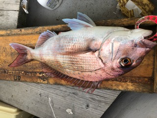 幸吉丸 釣果