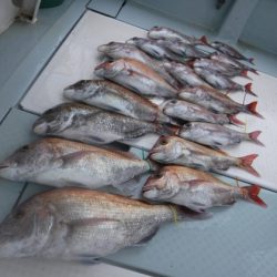 遊漁船 幸友丸 釣果