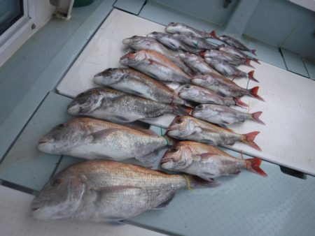 遊漁船 幸友丸 釣果