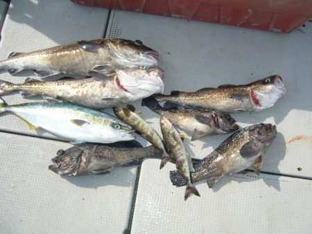 KOU（コウ） 釣果