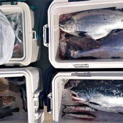 気仙沼　つり丸 釣果