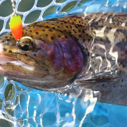 小菅トラウトガーデン 釣果