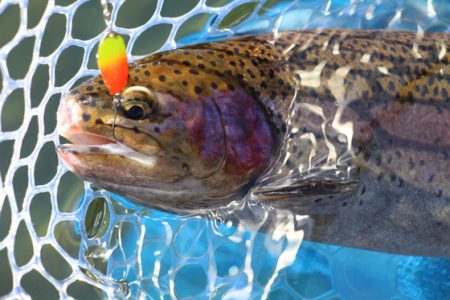 小菅トラウトガーデン 釣果