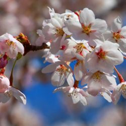 小菅トラウトガーデン 釣果