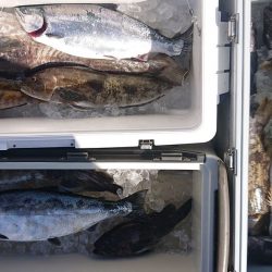 気仙沼　つり丸 釣果