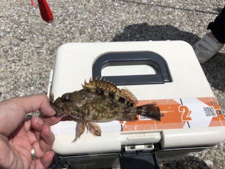 がまかつ うきまろインプレ　知多半島でファミリーフィッシング！カンパリモニター