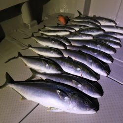 クルーズ 釣果