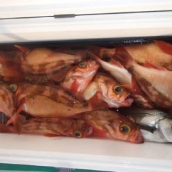 第二むつ漁丸 釣果