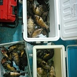 フィッシングガイド りょう 釣果