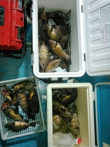 フィッシングガイド りょう 釣果