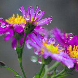 小菅トラウトガーデン 釣果
