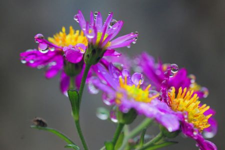 小菅トラウトガーデン 釣果