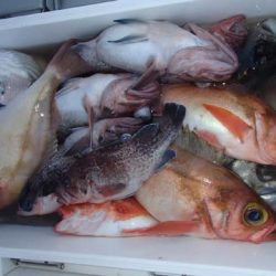 第二むつ漁丸 釣果