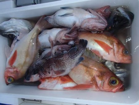 第二むつ漁丸 釣果