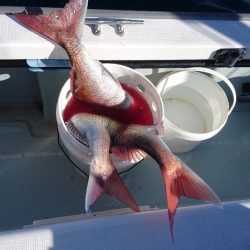 遊漁船ブルーウッズ 釣果