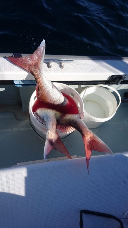 遊漁船ブルーウッズ 釣果