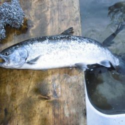 高萩ふれあいの里フィッシングエリア 釣果