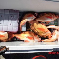 大進丸(新潟) 釣果