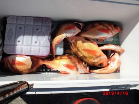 大進丸(新潟) 釣果