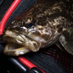 二見メバリング12