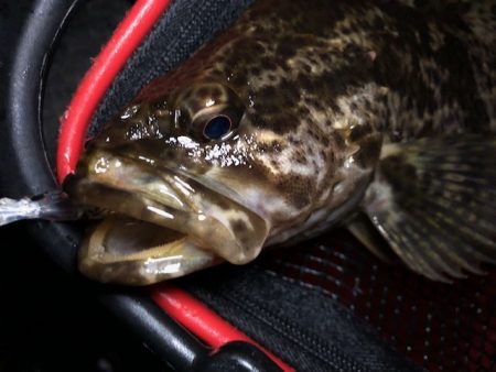 二見メバリング12