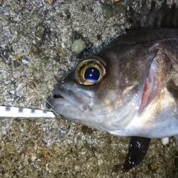 風が無くてもジグパラメバル