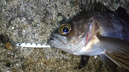 風が無くてもジグパラメバル