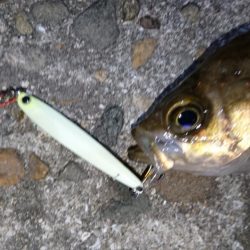 今夜は活性高め？！