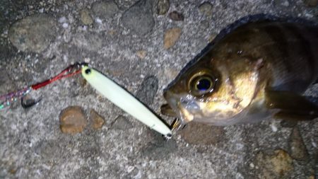 今夜は活性高め？！