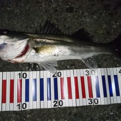 バチ抜けシーバス