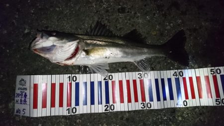 バチ抜けシーバス