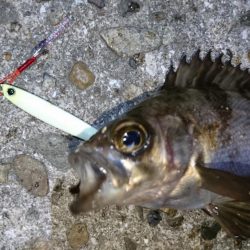 今夜の活性はイマイチ