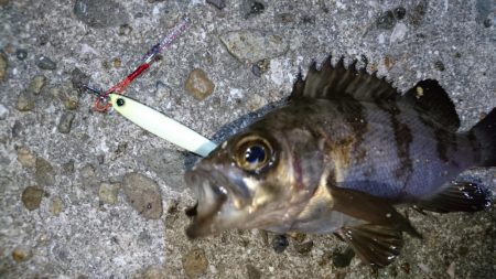 今夜の活性はイマイチ
