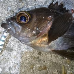 ジグパラマイクロメバリング！！