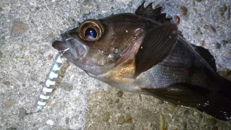 ジグパラマイクロメバリング！！