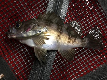 二見メバリング12