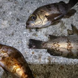 今夜はきびしい~