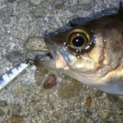 ジグパラマイクロメバリング！！